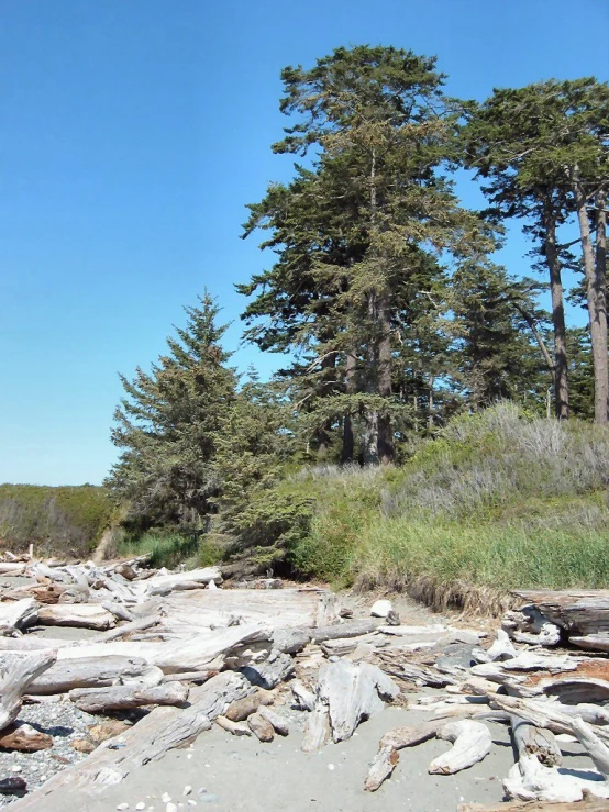 the sandy beach is covered in logs and trees