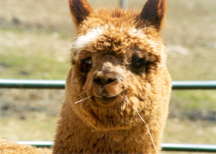 an alpaca staring off into the distance