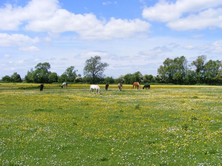 four horses grazing on some green grass