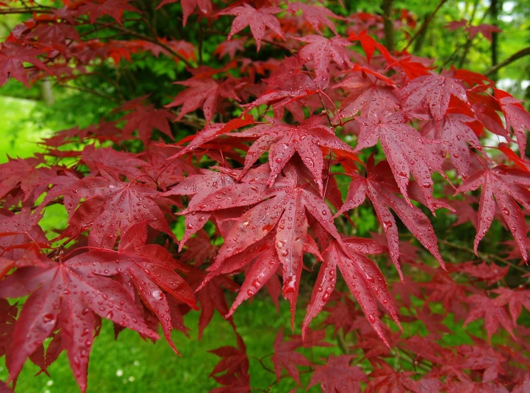 there is a red tree with leaves with a lot of water drops