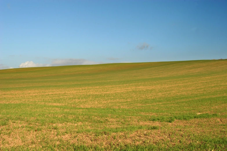 some cows are in the middle of a field