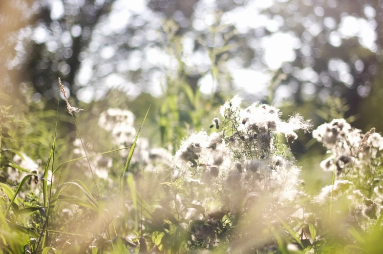 some white flowers are growing in a field