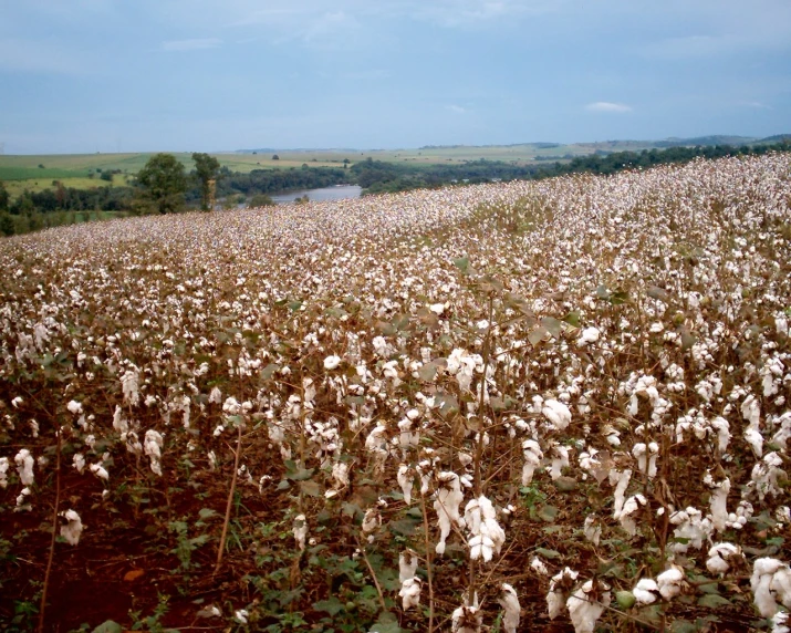 a large field full of cotton plant with a stream behind it