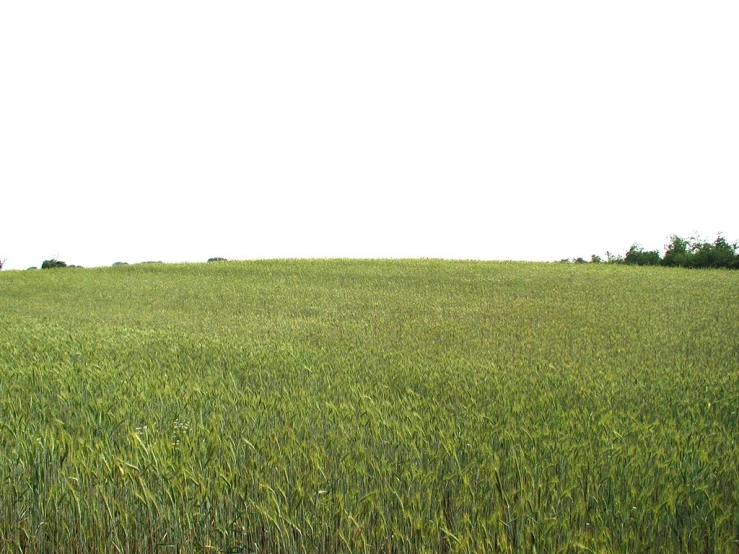 a large field that is filled with lush green grass