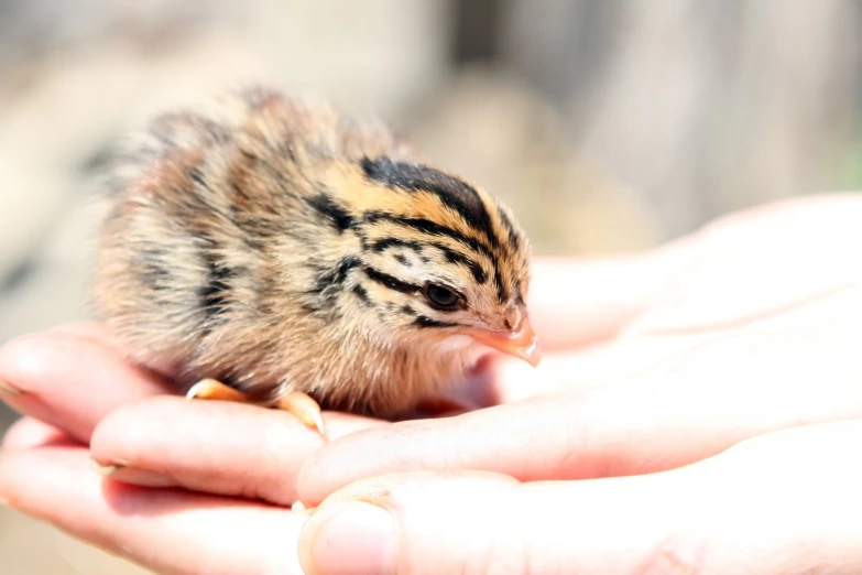 a small bird sitting on someone's hands