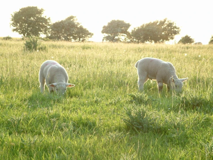 a couple of sheep are grazing in the grass