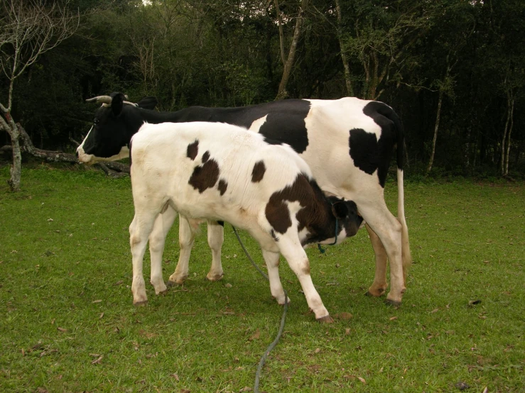 two cows eating grass in front of some trees