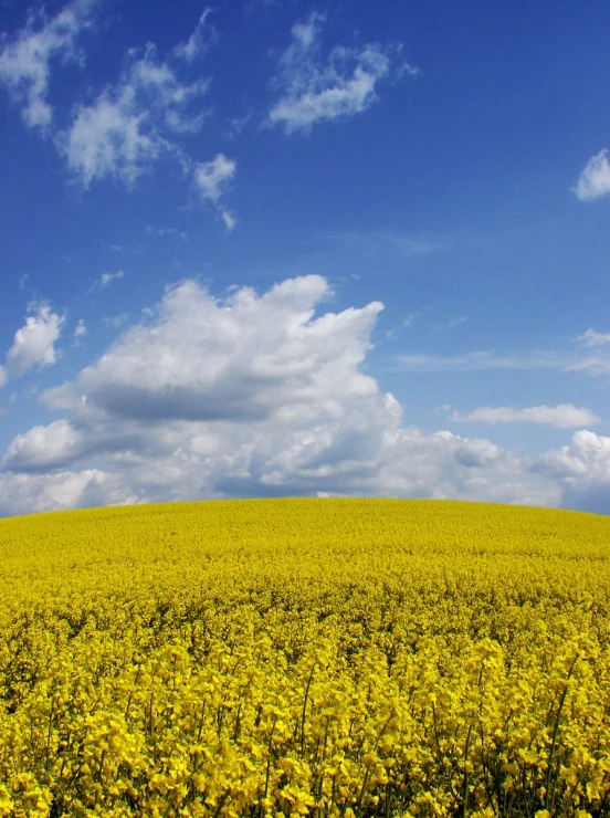 a big field of flowers with blue skies