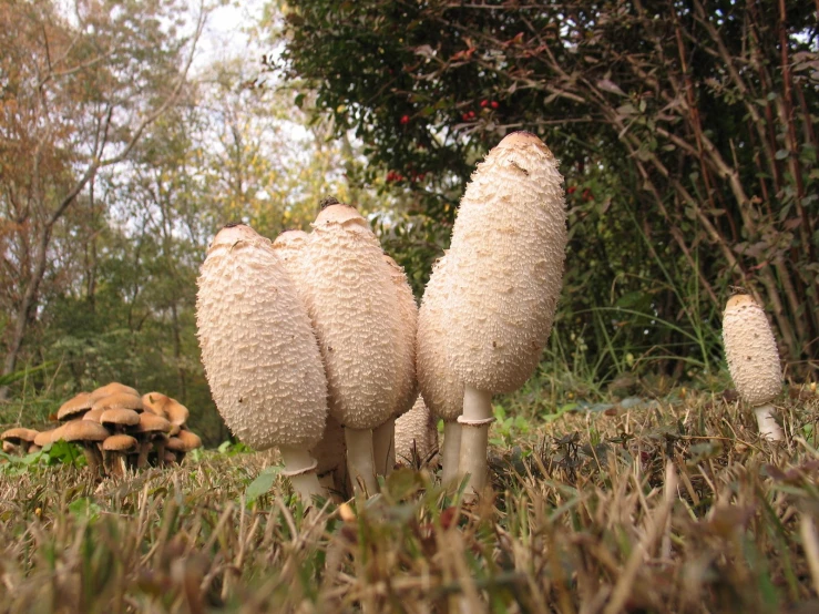 three mushrooms in the grass with some trees and leaves