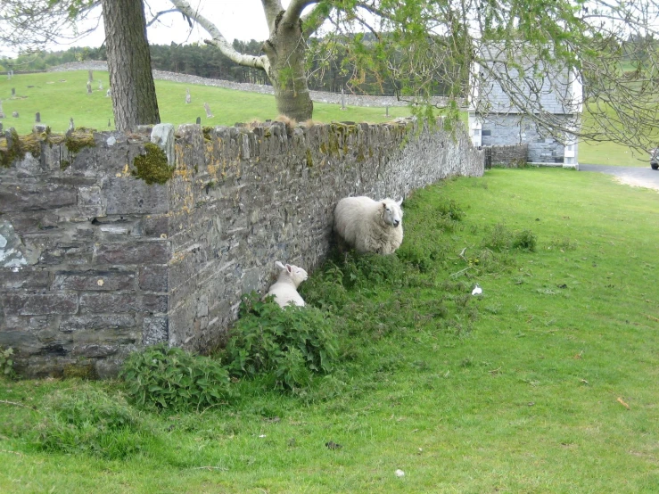 two sheep laying in the grass behind a stone wall