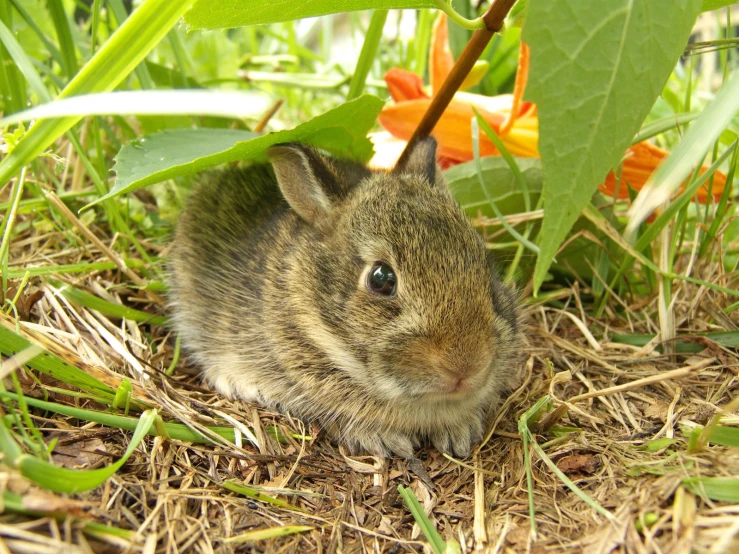 a little bunny is resting by some leaves