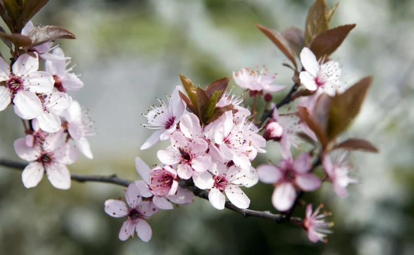 a nch with pink and white flowers in it