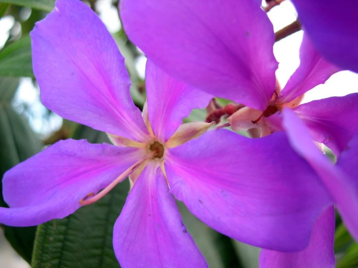 purple flowers blooming next to each other on a plant