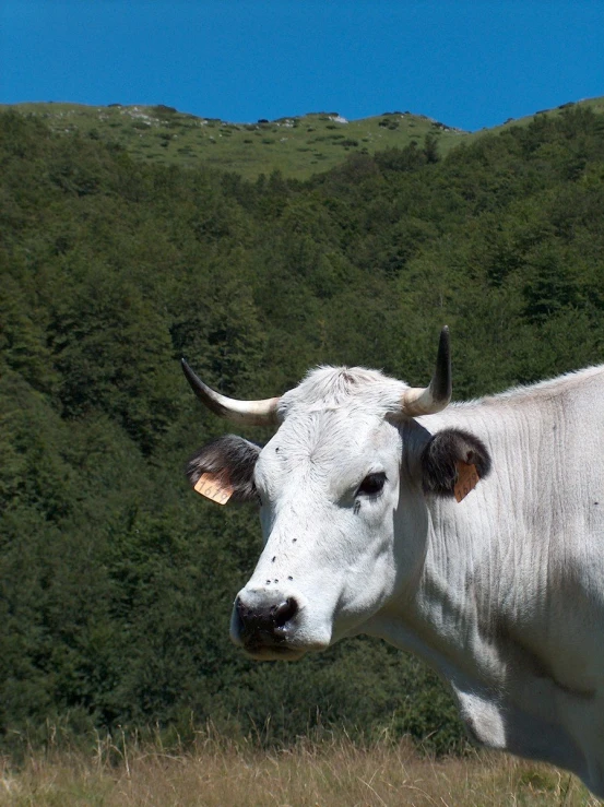 white cattle with horns standing in a field