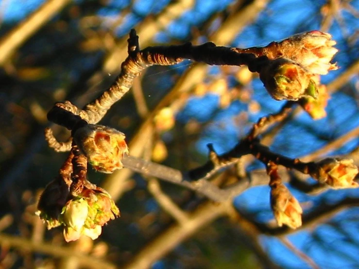several buds of a tree that are in bloom