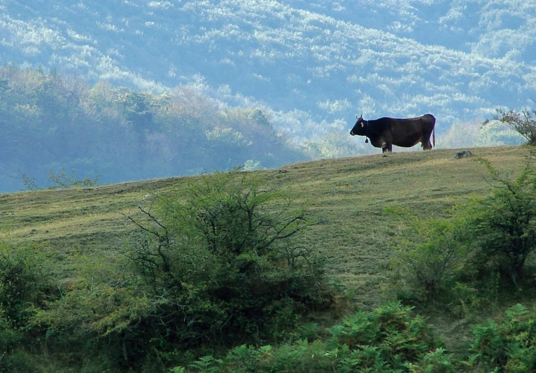 an animal standing on a lush green hillside