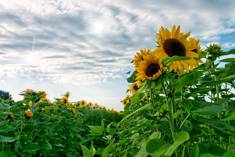 a sunflower standing tall in the middle of a field