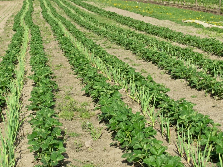 a farm with rows of green plants growing