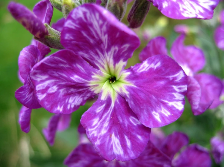 pink flowers with green center surrounded by grass