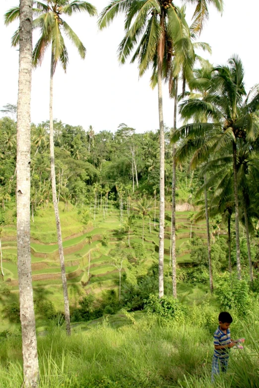  in the forest staring at palm trees