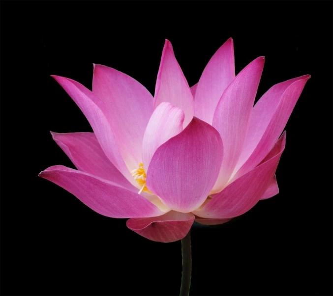 pink water lily with dark background and yellow center