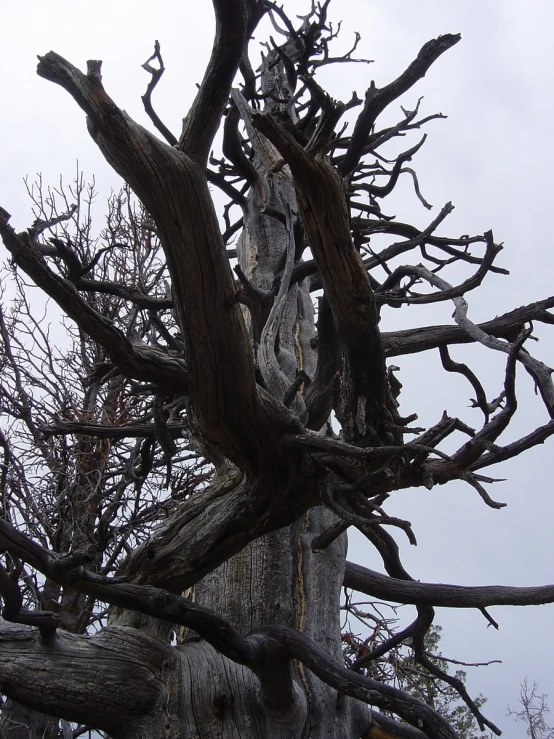 old tree nches against white cloudy sky with no leaves