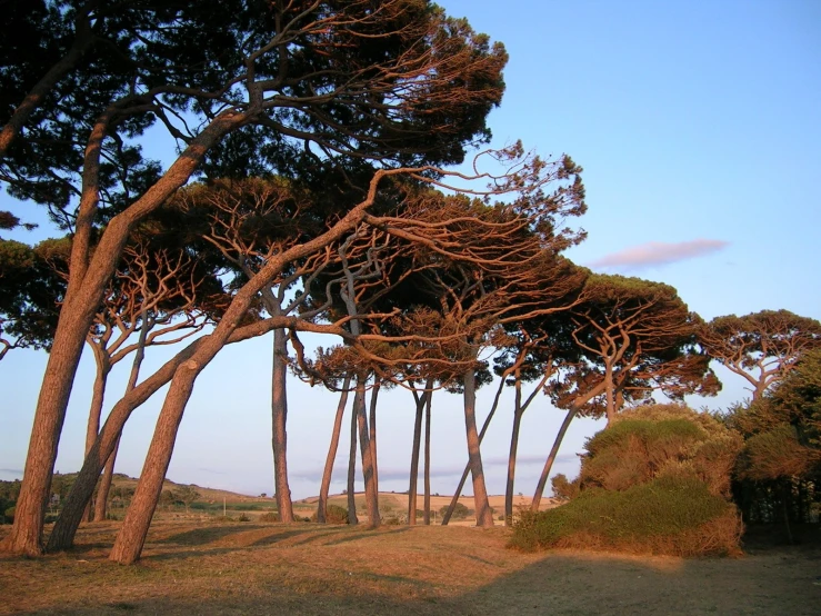 a line of trees in the middle of a field