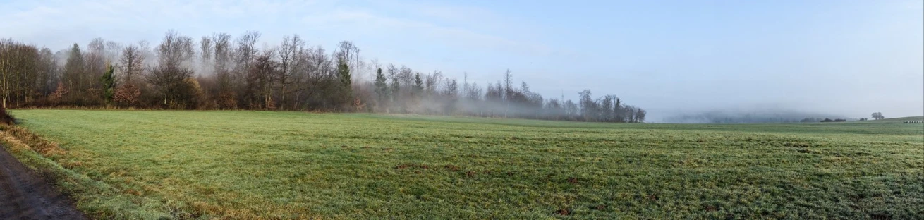 fog covering trees over grassy field in rural area