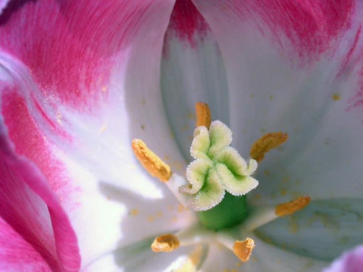 a close up view of a flower