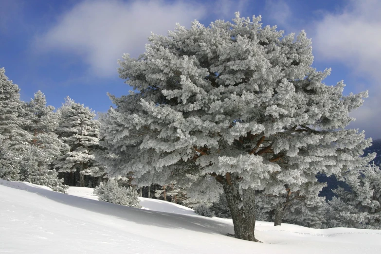 a couple trees covered in snow on a hillside