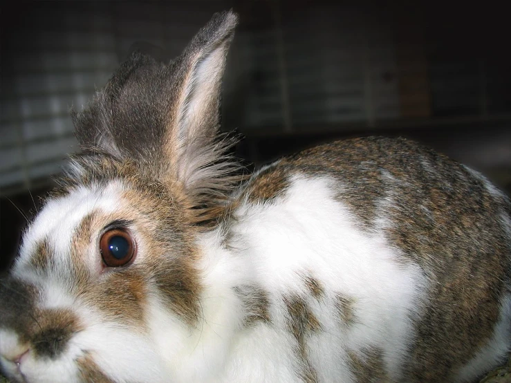 a little rabbit sits on a wooden floor