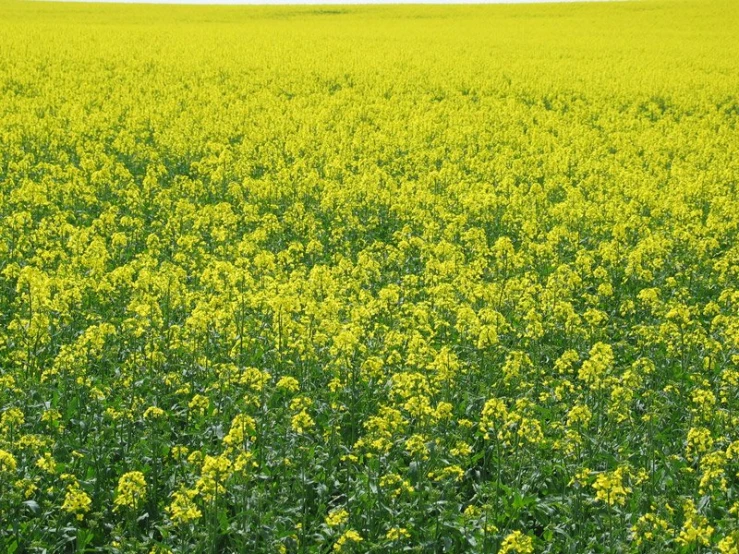 a big field full of flowers and yellow plants