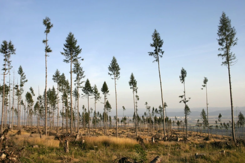 a lot of tall trees are sitting on the ground