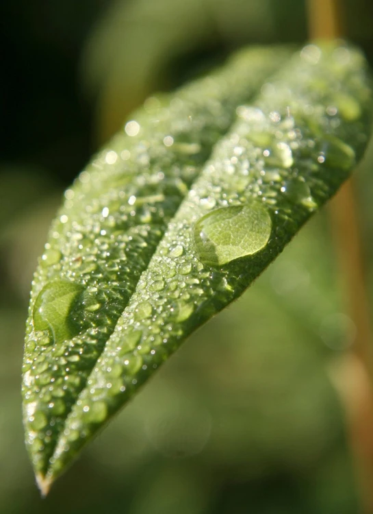 a closeup of a green leaf with water drops