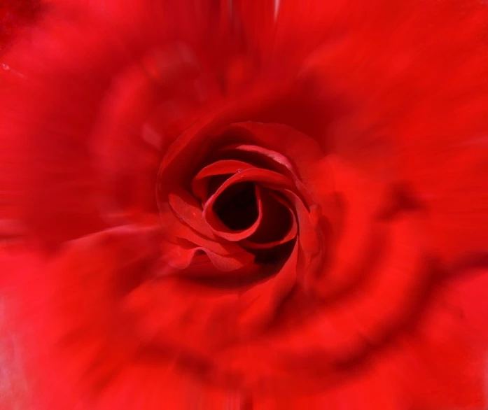 a red rose with a blurry background