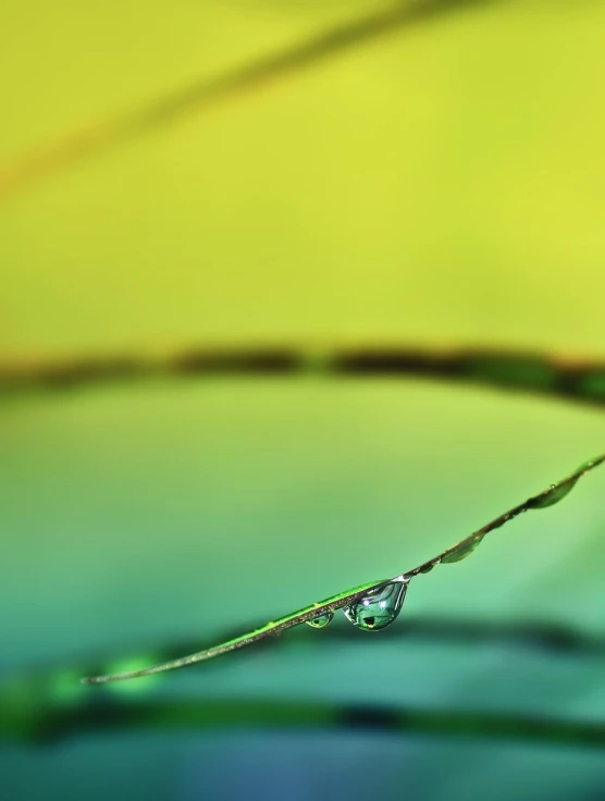 a small drop of water on a long stem