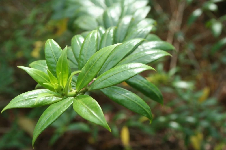 a green plant with some small leaves in the middle