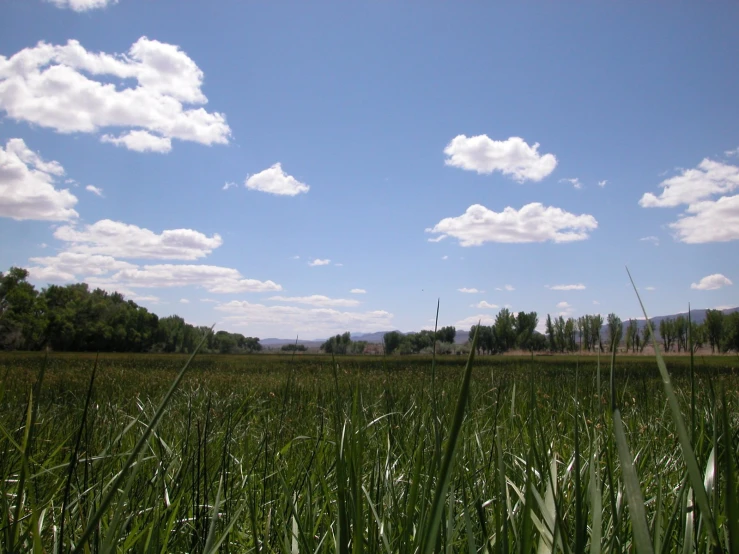 a field filled with lots of green grass and white clouds