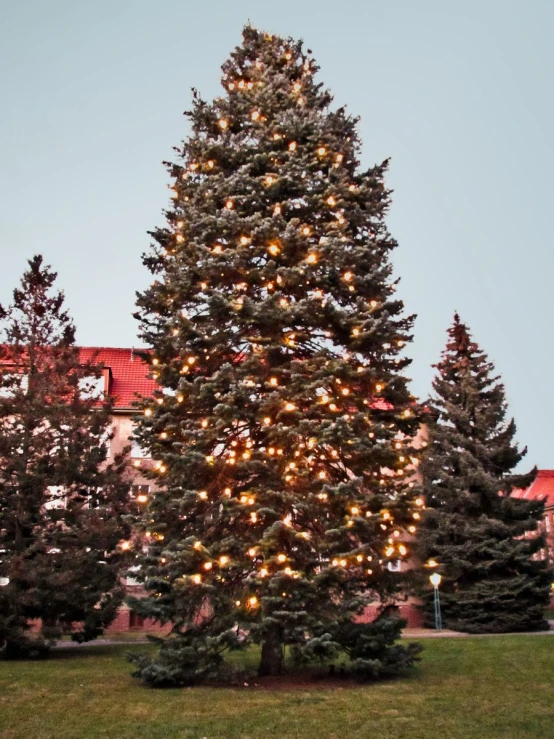 a tall, green, christmas tree sits between several trees