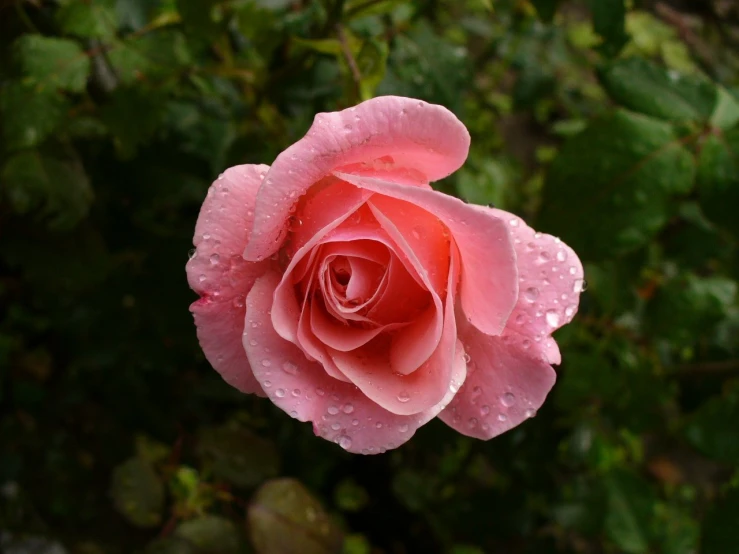 a pink rose that is outside with water on it