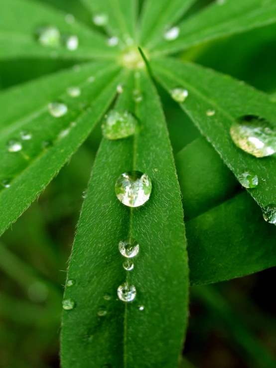 the water droplets are on a green leaf