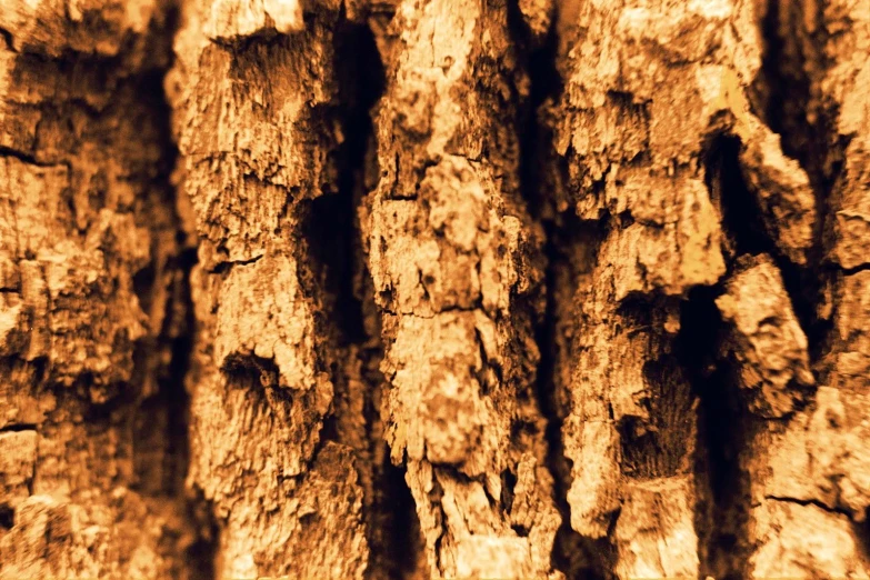 a close - up of some wooden grain, probably wood vegetation