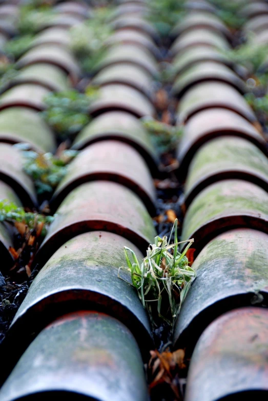 green plants growing out of the top of pipe pipes