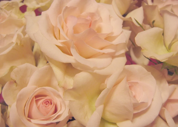 several peach colored flowers close up together