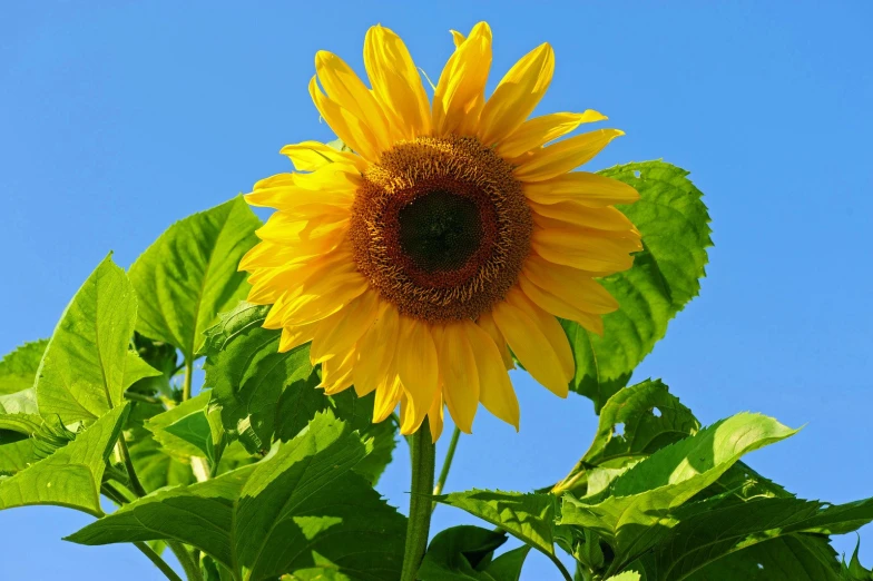 a sunflower is blooming in the sky