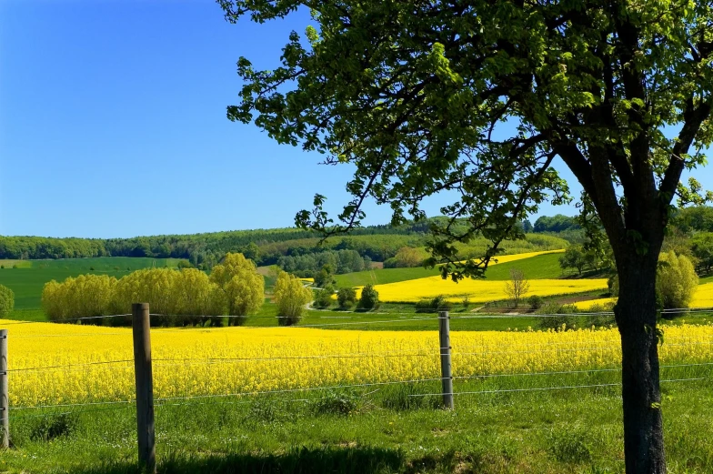 this is an image of yellow fields with trees and a fence