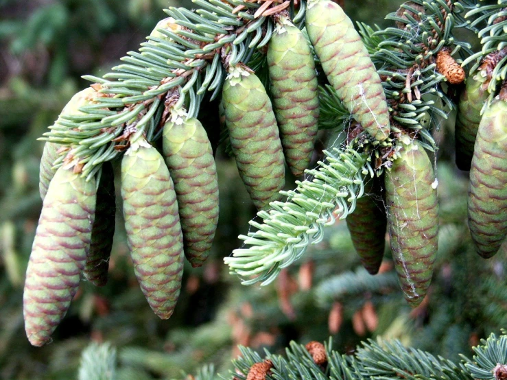 some cones hanging from a tree outside on a nch