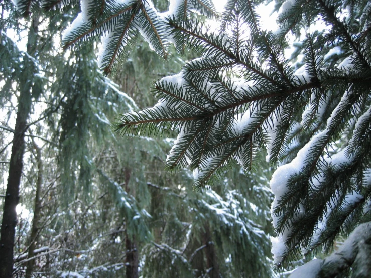 a green pine tree covered in snow covered ground