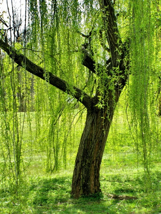 a tree is in a park surrounded by greenery