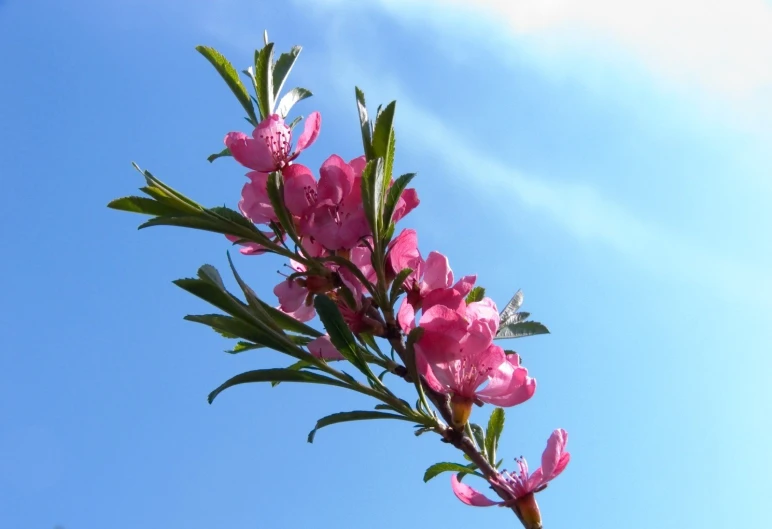 the pink flowers blooming on a tree nch